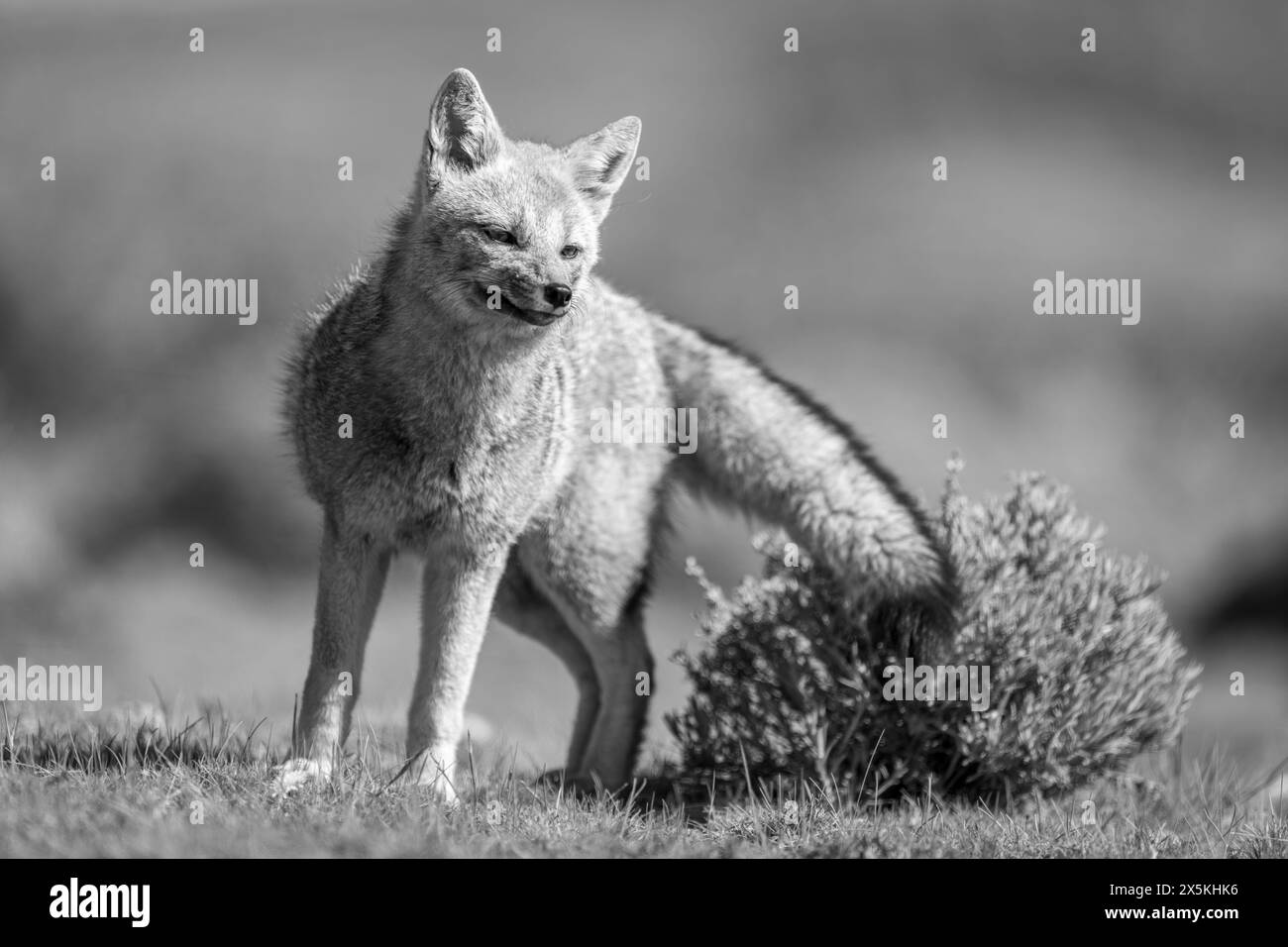 Mono South American gray fox stands leaning Stock Photo Alamy