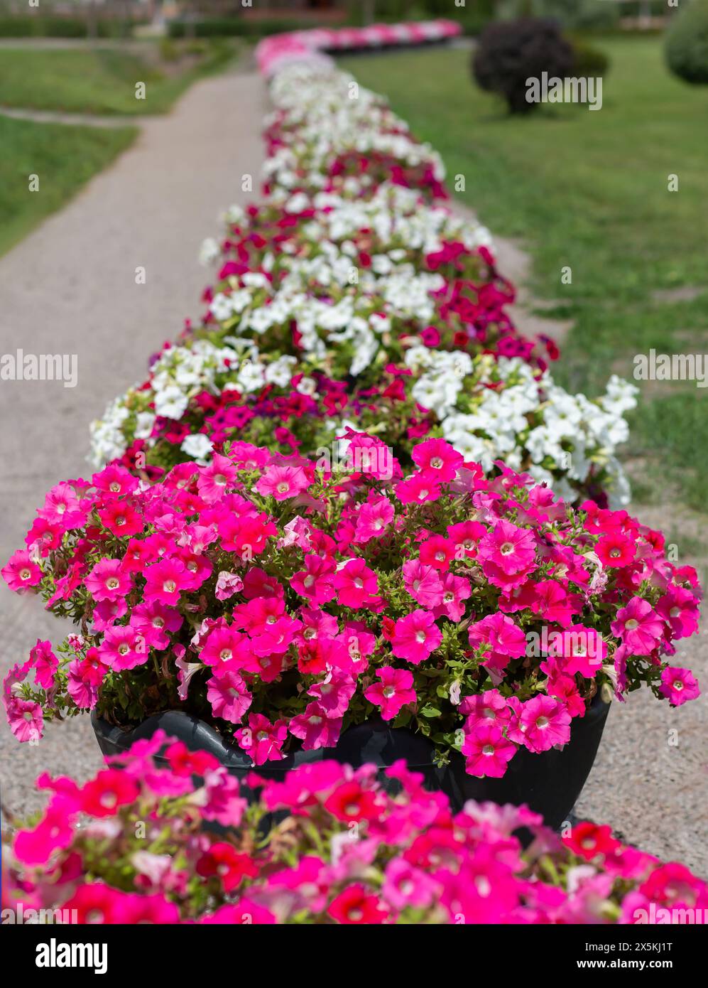 Petunia flower beds hi-res stock photography and images - Alamy