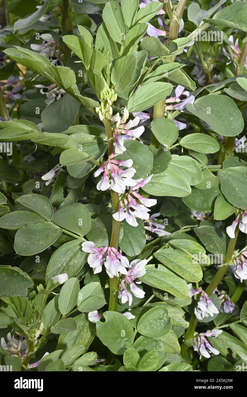 Flowers on fava bean plant growing in garden before beans have started