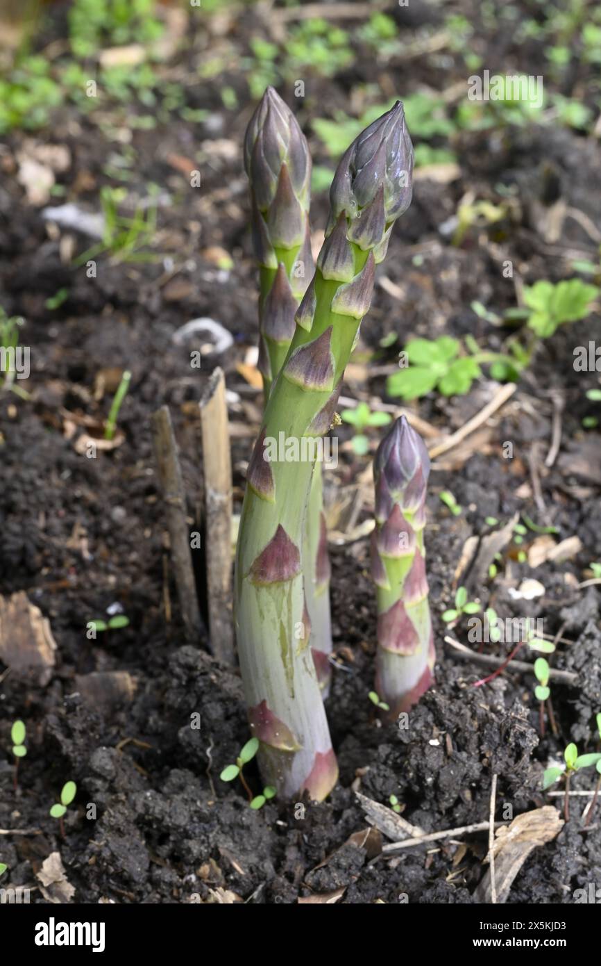 Asparagus spears emerging from ground in garden Stock Photo