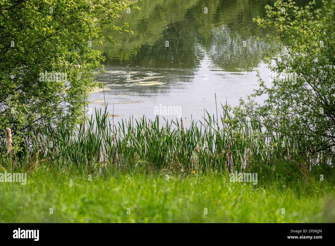 A reedbed is close to the edge of a pool surrounded by trees and shrubs, which are reflected in the surface of the water. Stock Photo