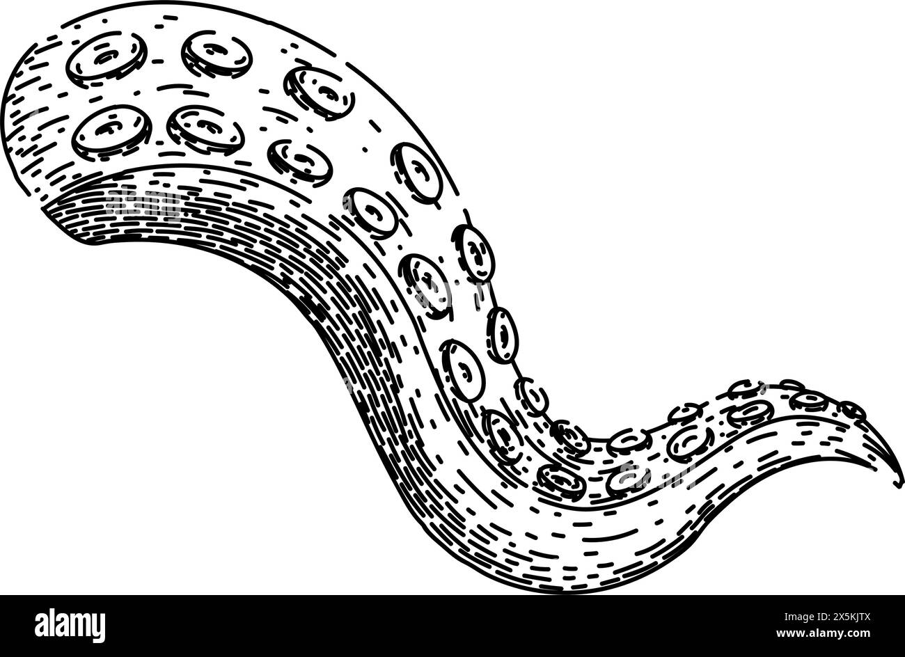 monster octopus kraken tentacle sketch hand drawn vector Stock Vector ...