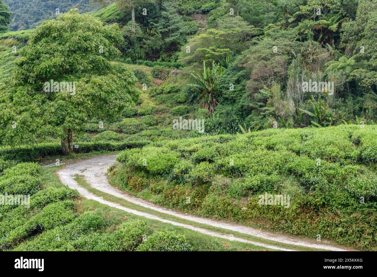 The Cameron Highlands, mountains and tea plantations, view over the rolling terrain with lush green foliage. Stock Photo