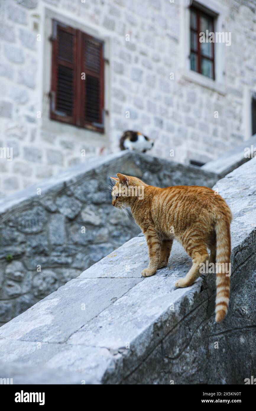 Kotor Montenegro Orange Tabby Cat And Calico Cat On Old Stone Ledges cat-on-the-old-street-in-kotor-montenegro-hi-res-stock-photography-and