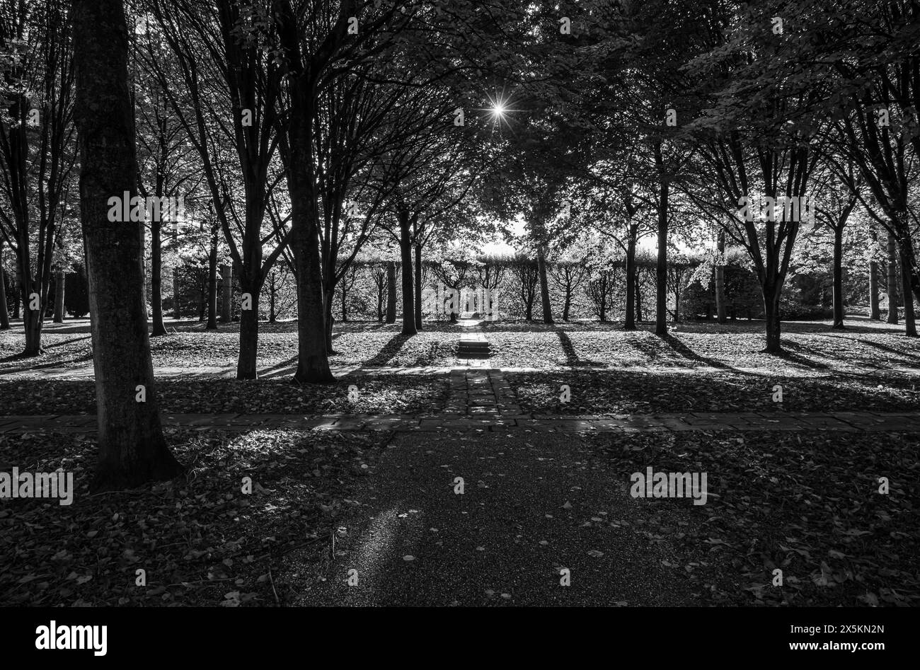 Tree cathedral in Milton Keynes monochrome Stock Photo Alamy