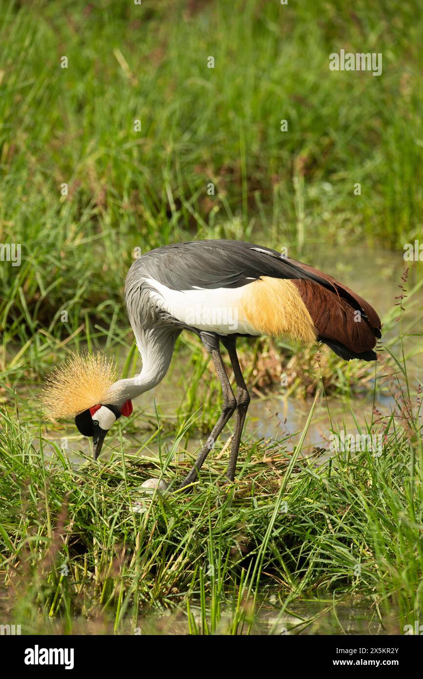 Gray Crowned Crane, Balearica regulorum, at nest, Kenya, Africa Stock ...