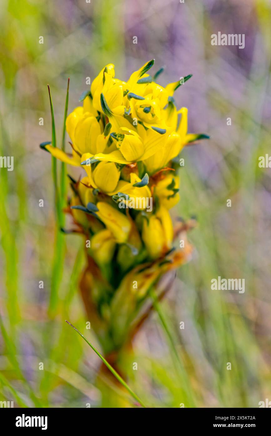 Chile, Torres del Paine National Park. Gavilea supralabellata herb
