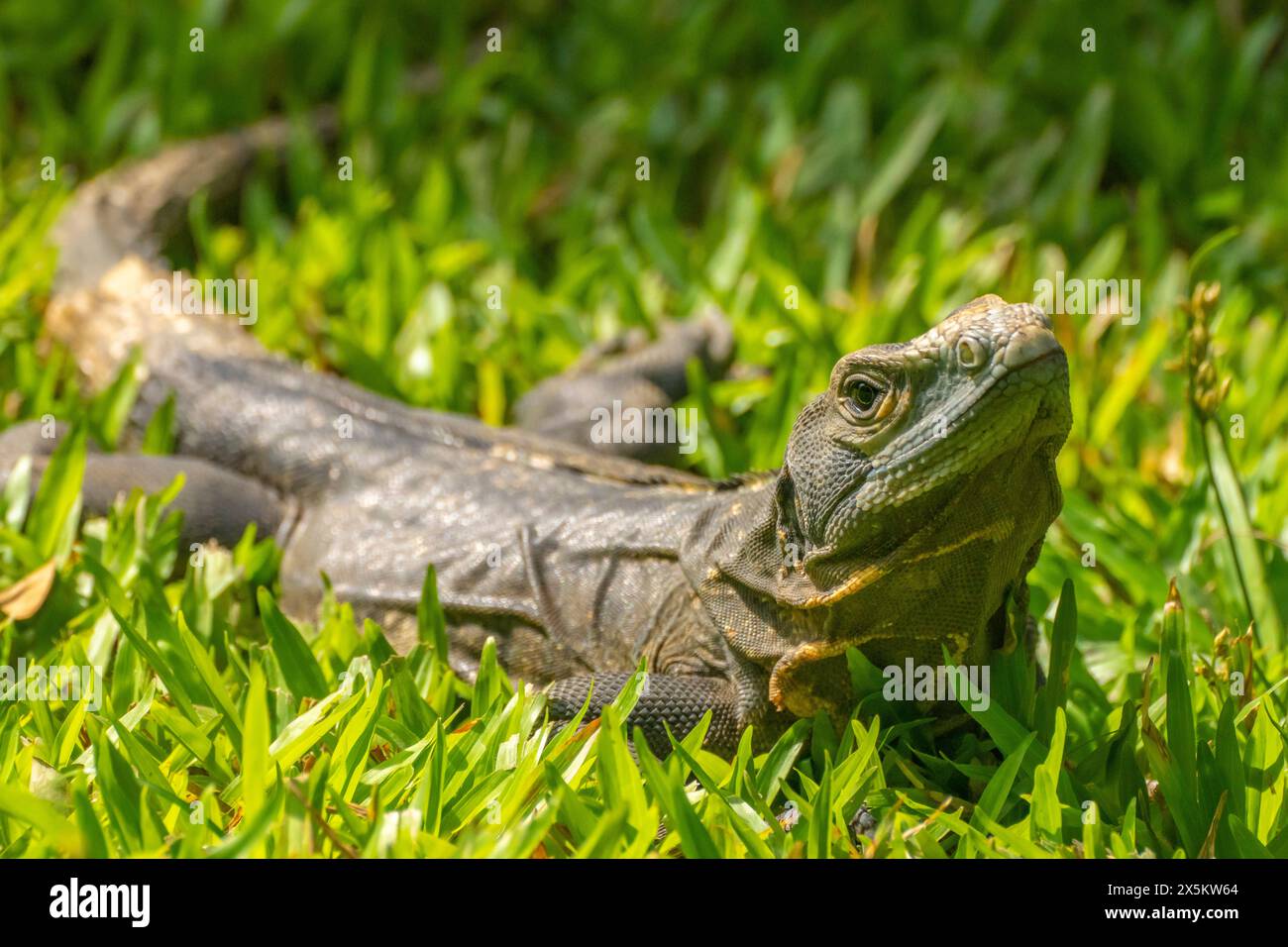 Costa Rica, Parque Nacional Carara. Black iguana sunning. Stock Photo