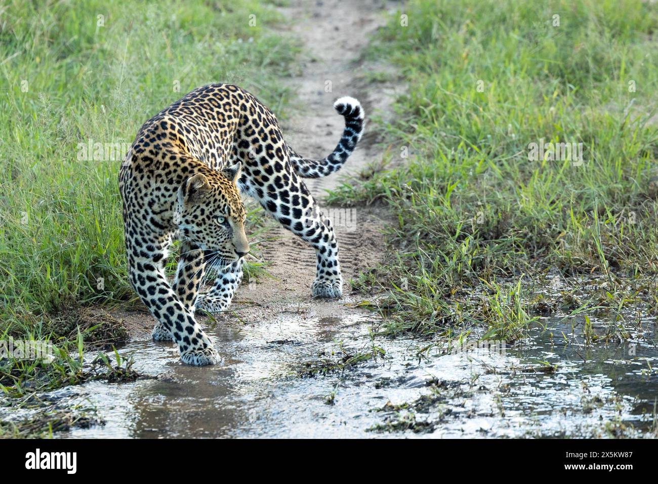 A male leopard, Panthera pardus, walks through a stream of water. Stock Photo