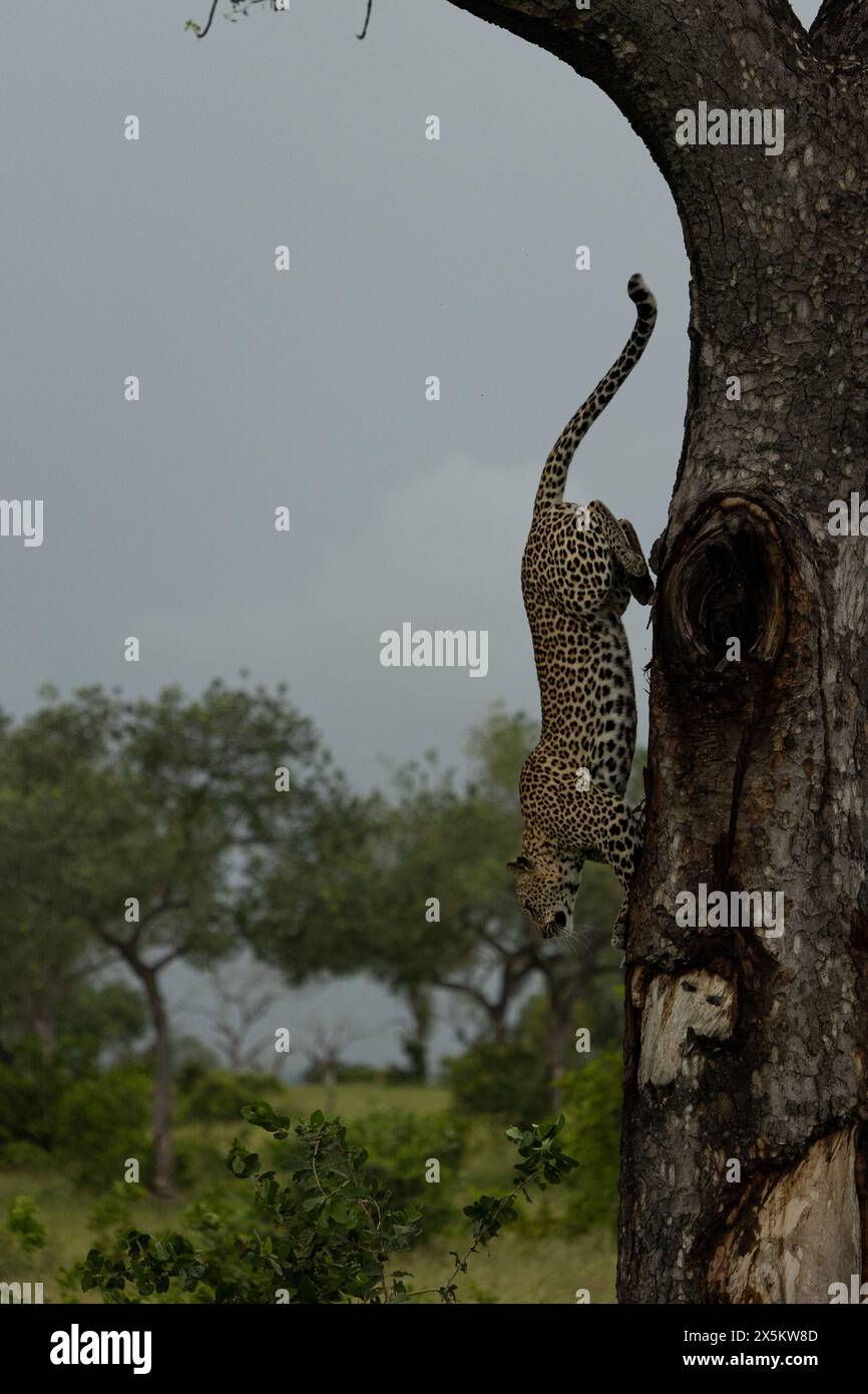 A female leopard, Panthera pardus, leaps down from a tree. Stock Photo