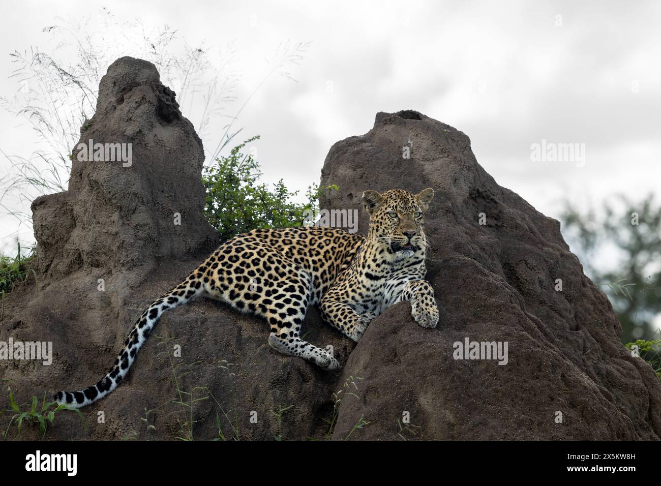 A female leopard, Panthera pardus, lies down on a termite mound. Stock Photo