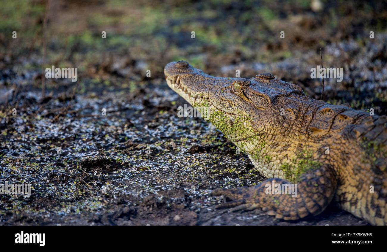 A close-up of a crocodile, Crocodylidae, camouflaged by mud. Stock Photo