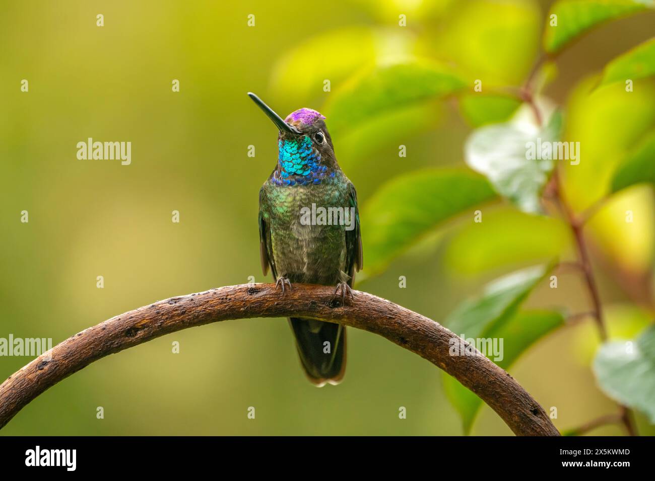 Costa Rica, Cordillera de Talamanca. Talamanca hummingbird displaying. Stock Photo