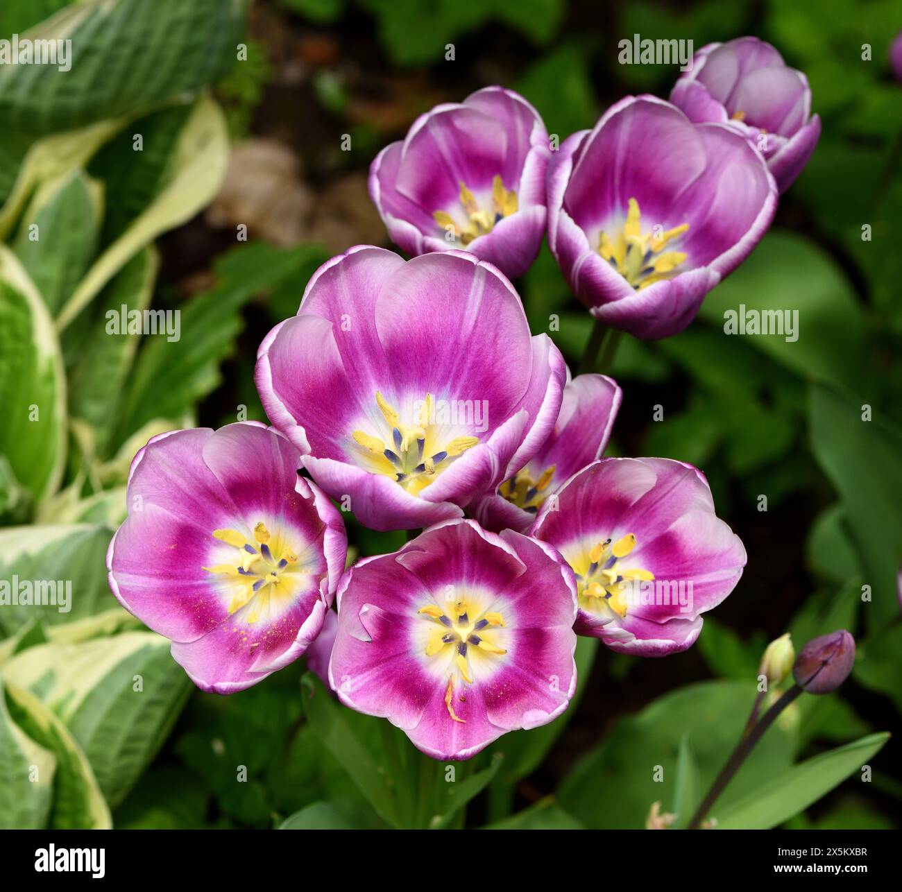 A cluster of Purple Elegance tulips in flower. Stock Photo