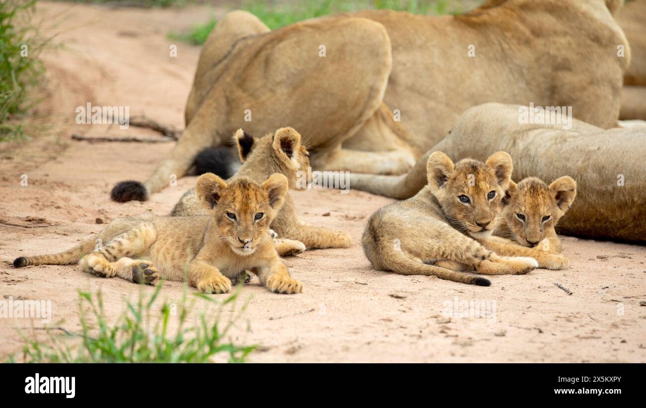 Lion cubs, Panthera Leo, lying on the ground, next to the rest of their pride. Stock Photo
