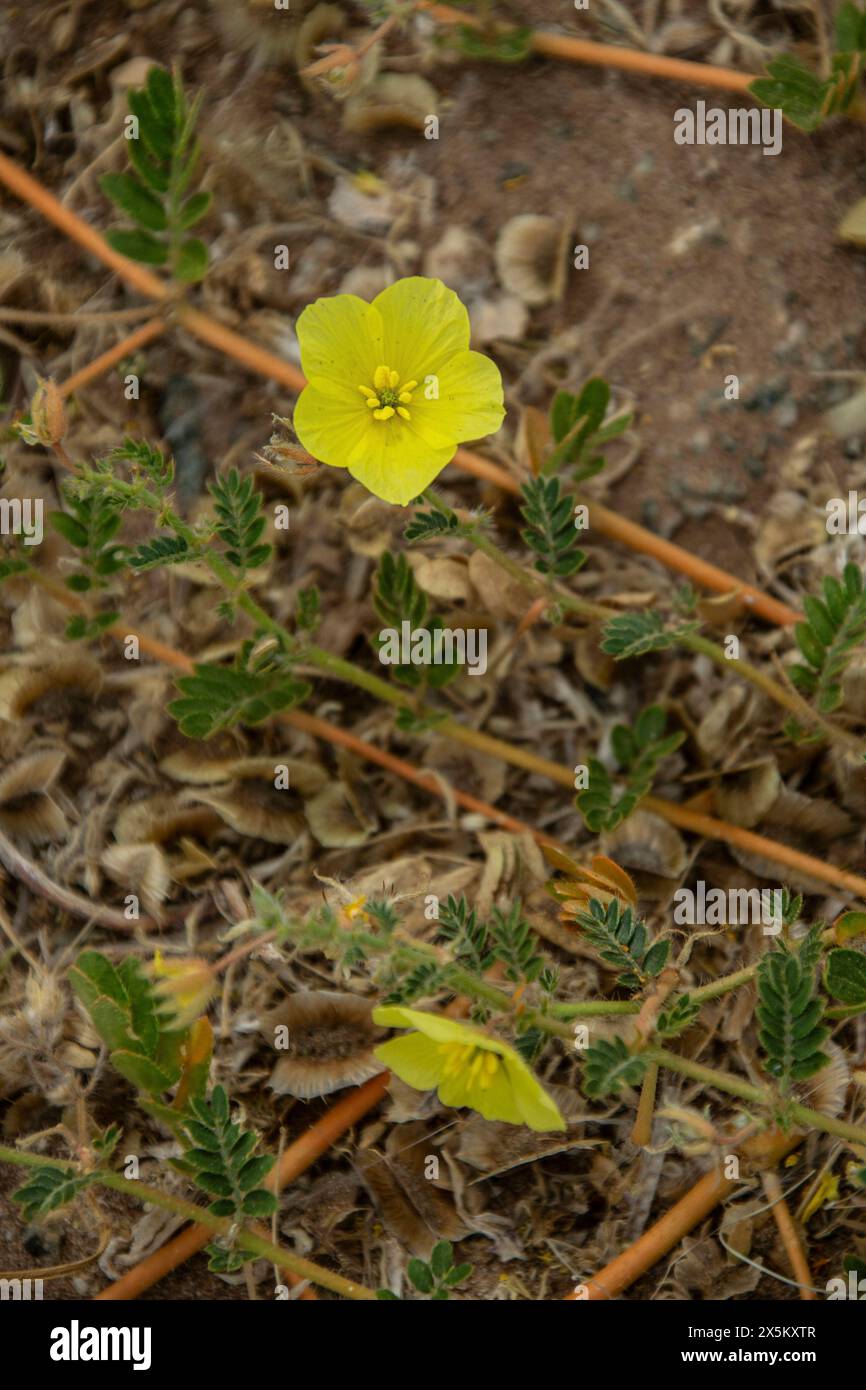 A bright yellow, flowering Tribulus terrestris plant crawling across the desert sands. Stock Photo