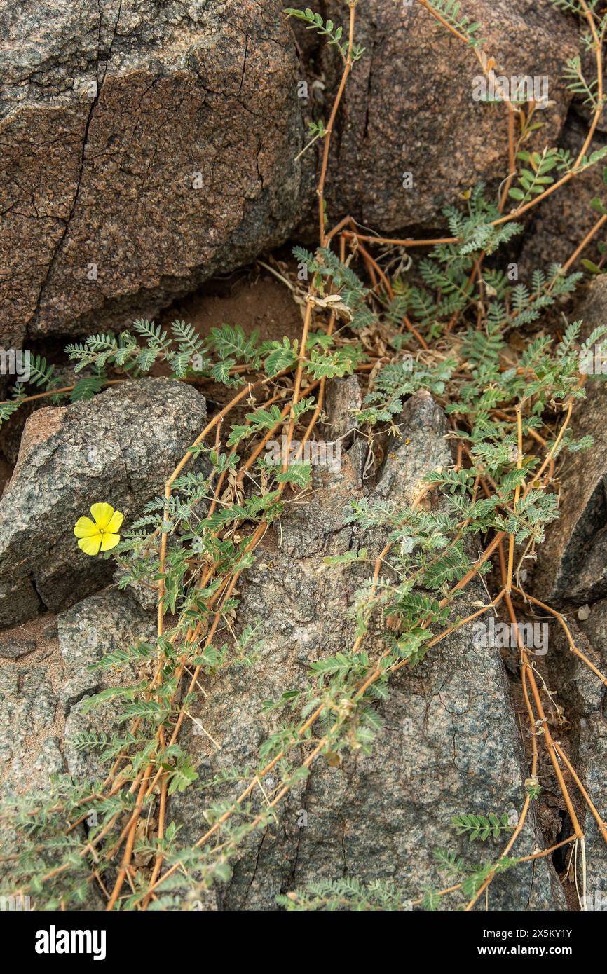 A bright yellow, flowering Tribulus terrestris plant crawling across the desert sands. Stock Photo