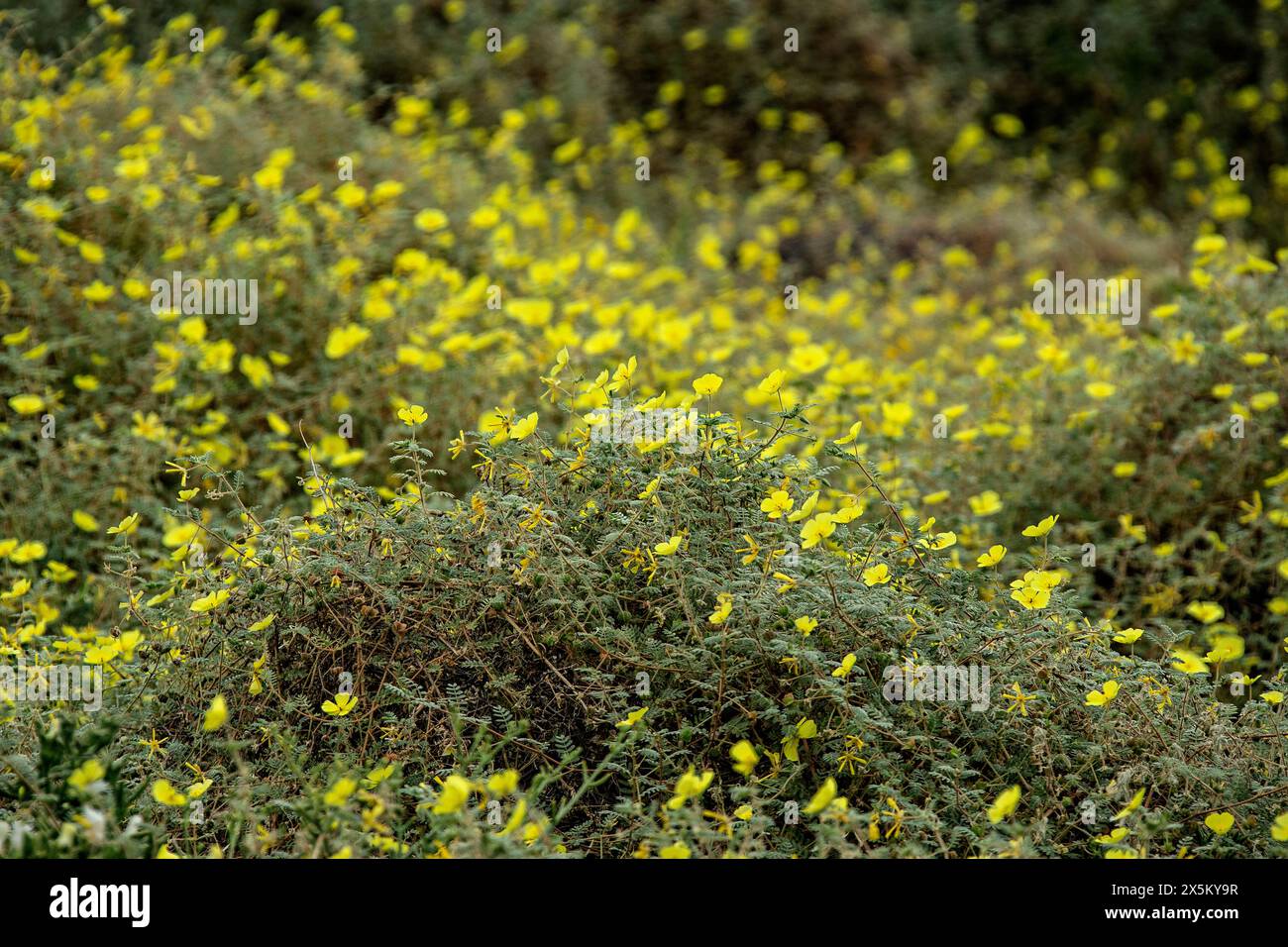 A bright yellow swathe of tribulus out in the Namib desert following the early rains. Stock Photo