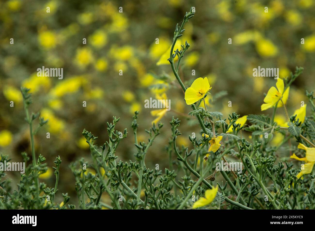 A bright yellow swathe of tribulus out in the Namib desert following the early rains. Stock Photo
