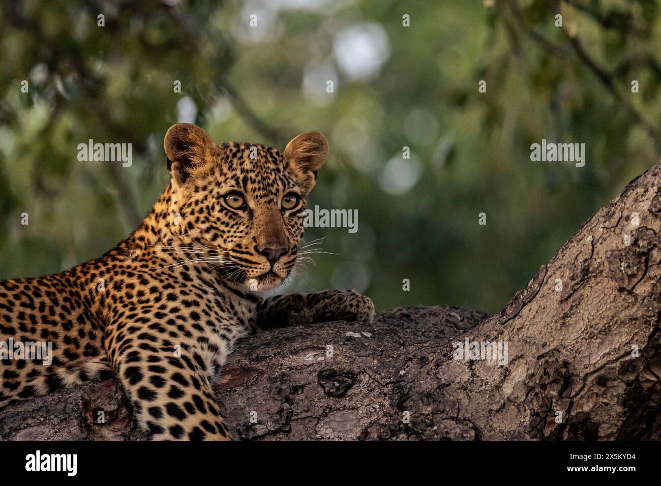 A female leopard, Panthera pardus, lying in a tree, close-up. Stock Photo