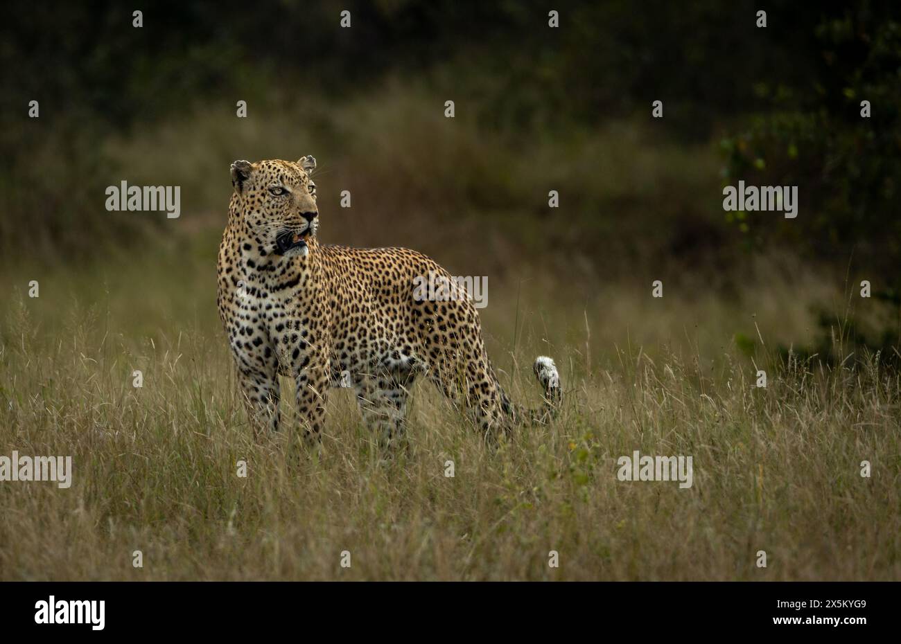 A male leopard, Panthera pardus, standing in grass, looking out. Stock Photo
