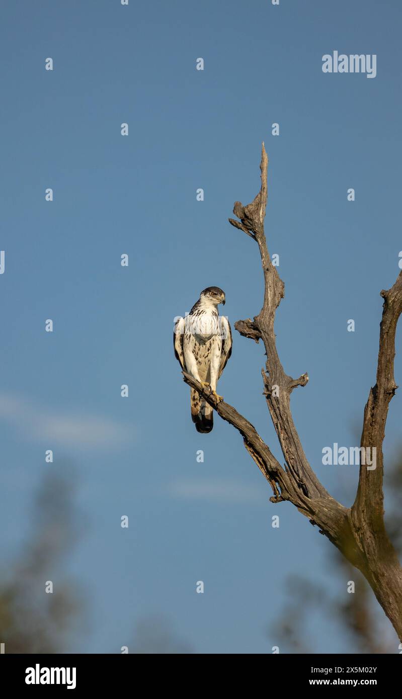 An African hawk eagle, Aquila spilogaster, perched on a dead tree. Stock Photo