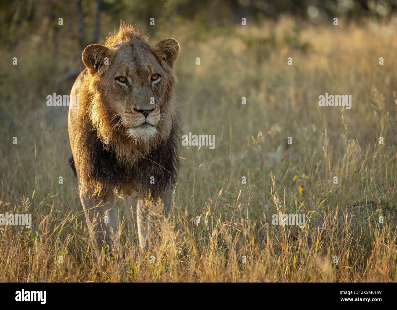 A young male lion, Panthera leo, walking through grass, backlit. Stock Photo