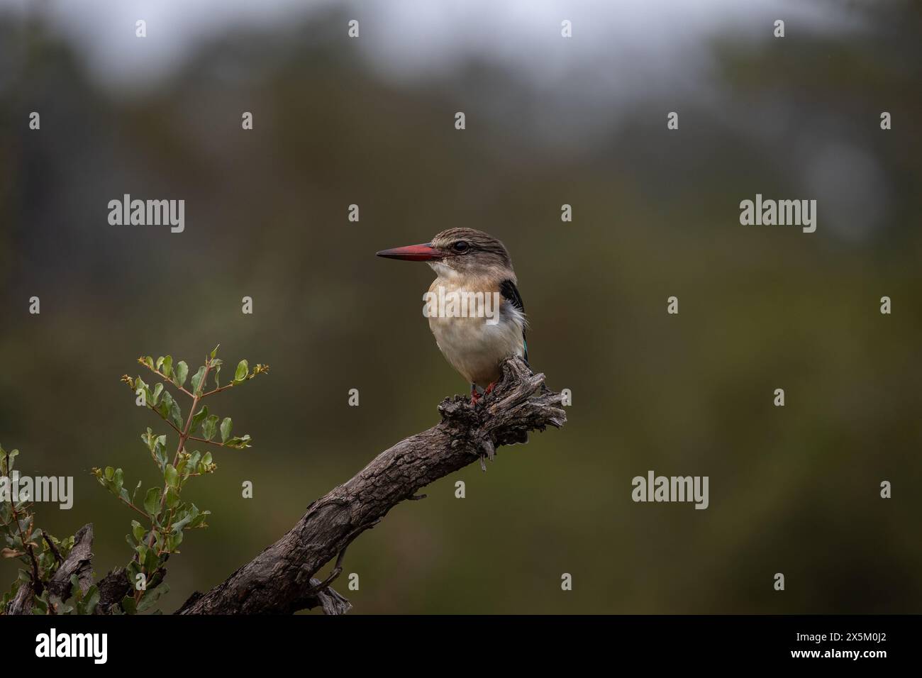 A Brown-hooded kingfisher, Halcyon albiventris, perched on a branch. Stock Photo