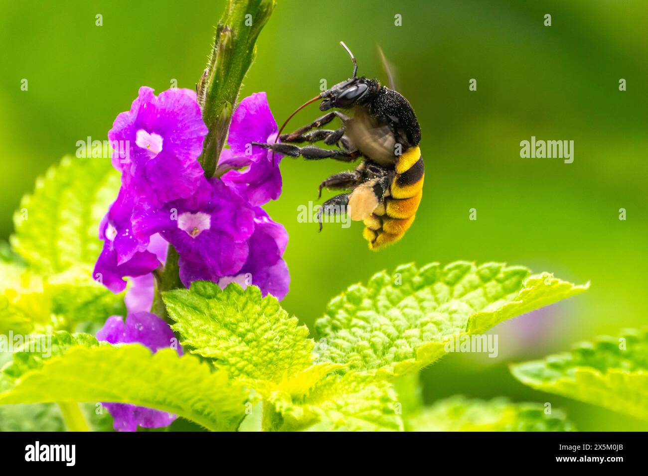 Costa Rican Bee Costa Rica, Tuis Valley. Bee feeding on vervain flower Stock Photo - Alamy