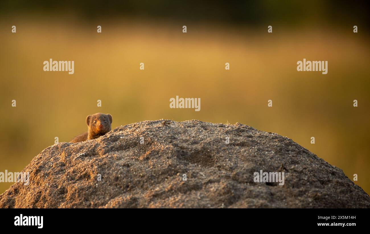 A Dwarf mongoose, Helogale parvula, emerging from a termite mound. Stock Photo