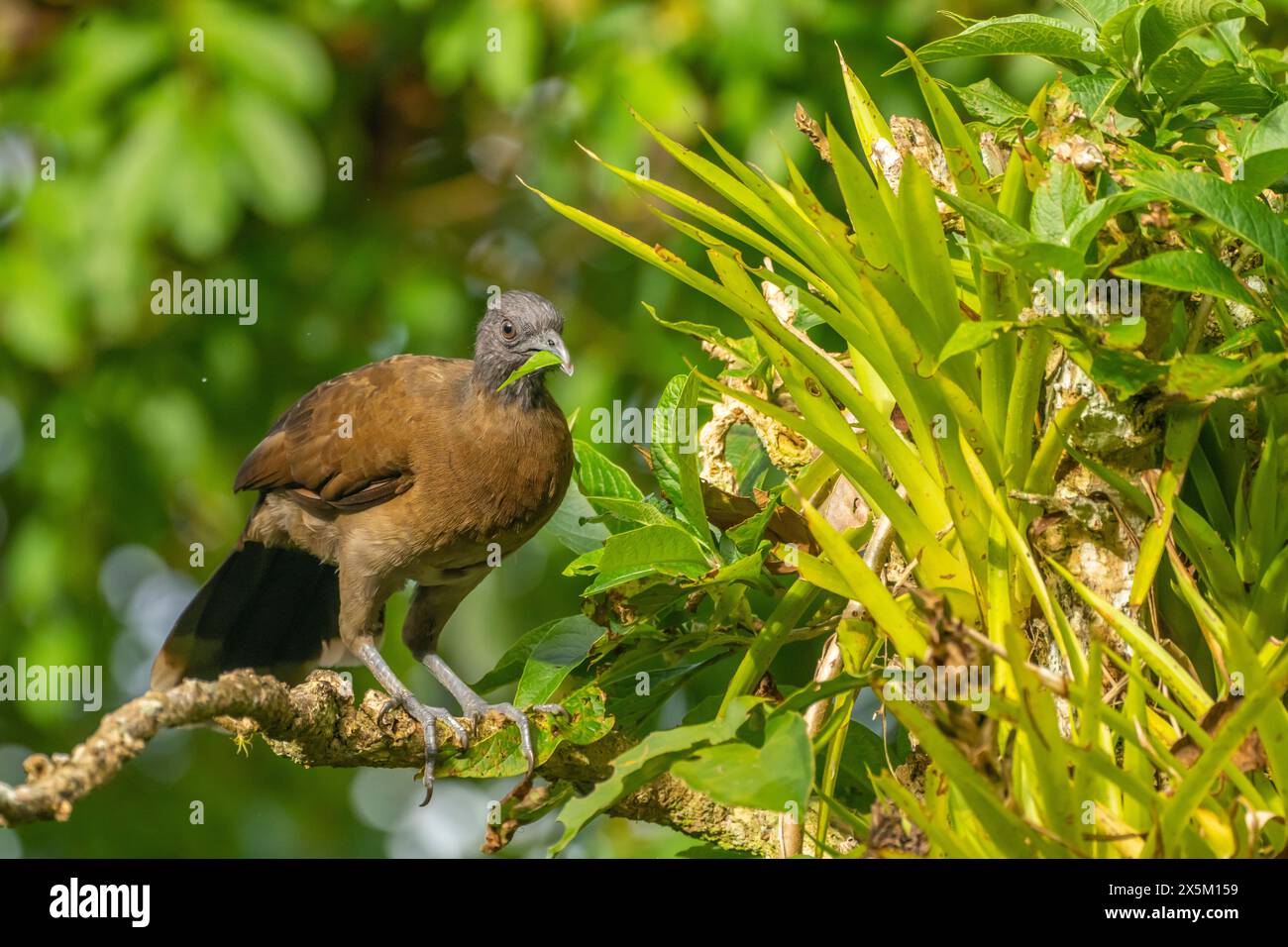 Costa Rica, Tuis Valley. Grey-headed chachalaca close-up. Stock Photo