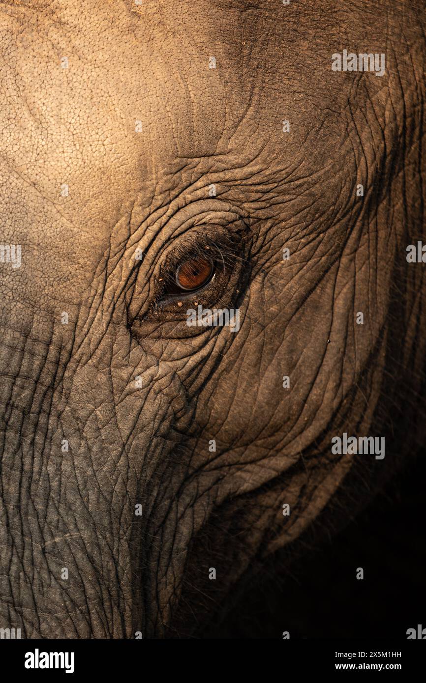 A close-up of an elephants' eye, Loxodonta africana. Stock Photo