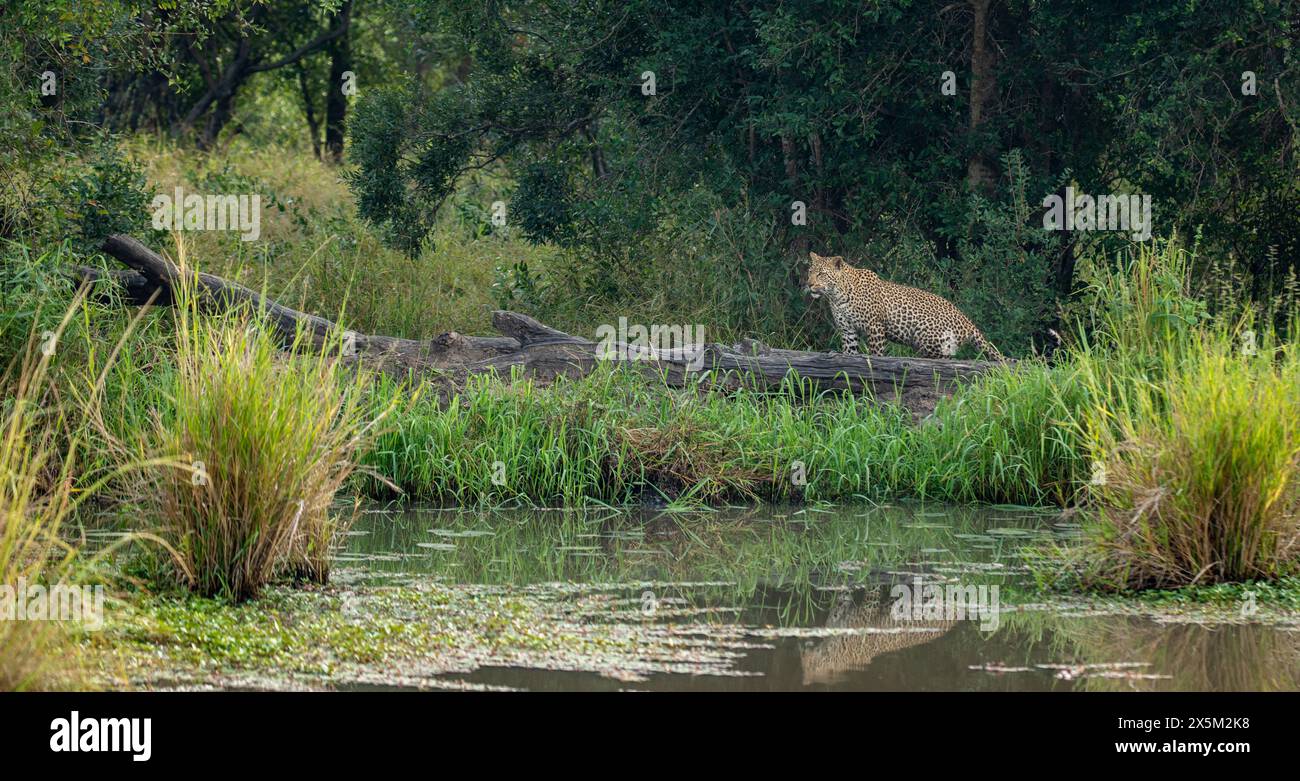 A female leopard, Panthera pardus, walking next to water Stock Photo ...