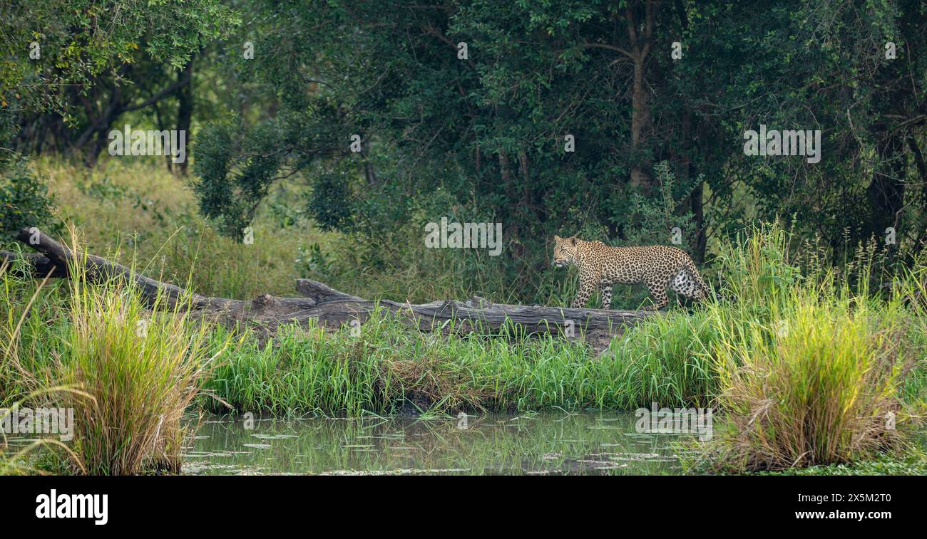 A female leopard, Panthera pardus, walking next to water. Stock Photo