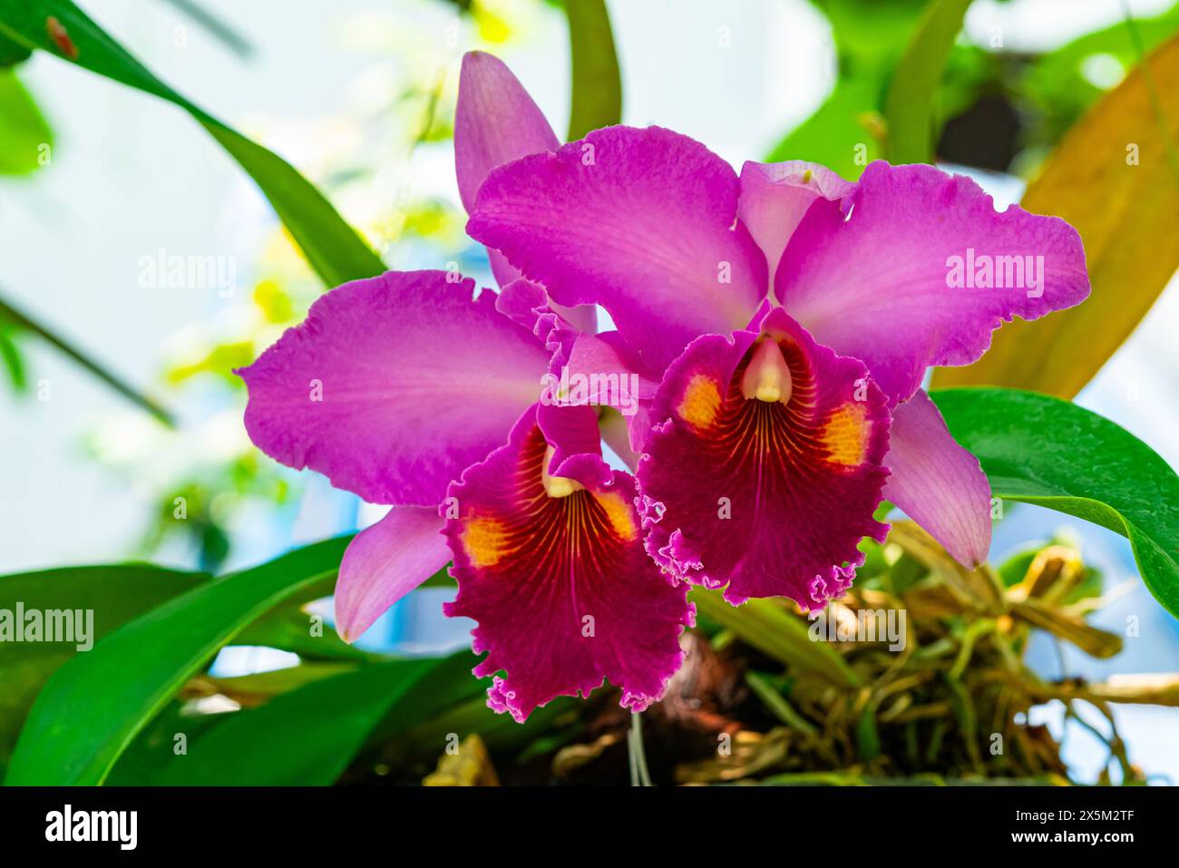 Closeup view of pink Cattleya Orchid Flowers blooming in summer season in Thailand Stock Photo