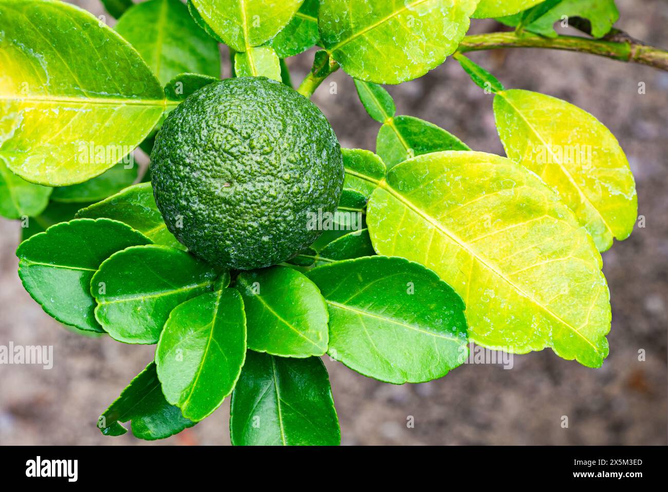 Closeup view of Green Bitter Orange (Citrus aurantium) with green leaves in the tree. Stock Photo
