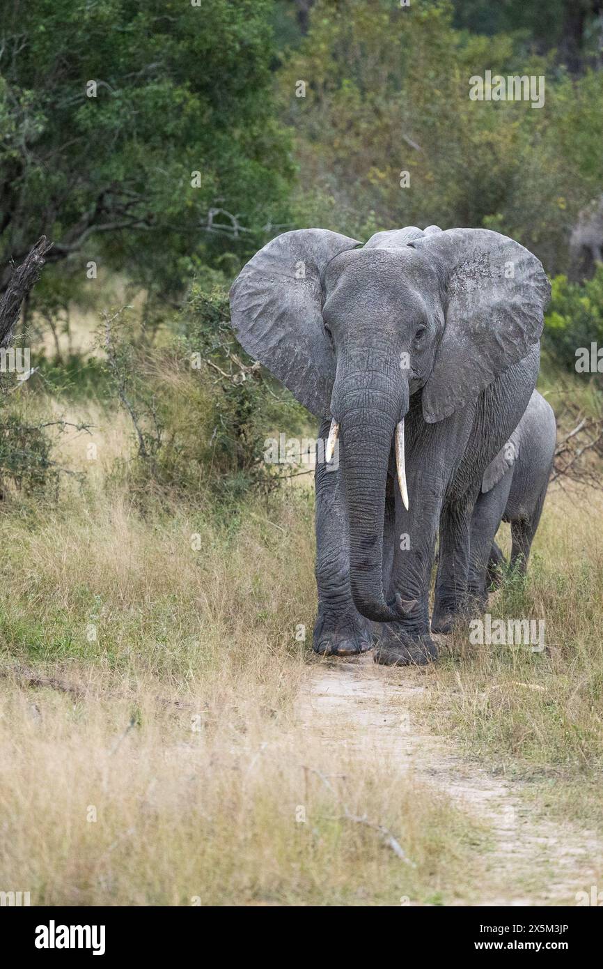 Elephants,  Loxodonta africana, walking in a row. Stock Photo