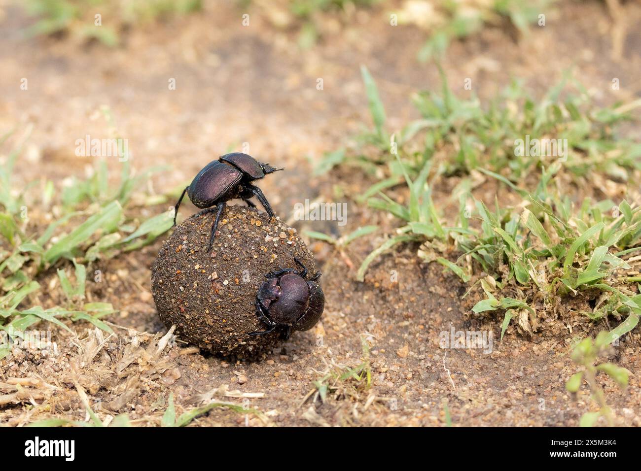 Dung beetles, Coleoptera, on a ball of dung. Stock Photo