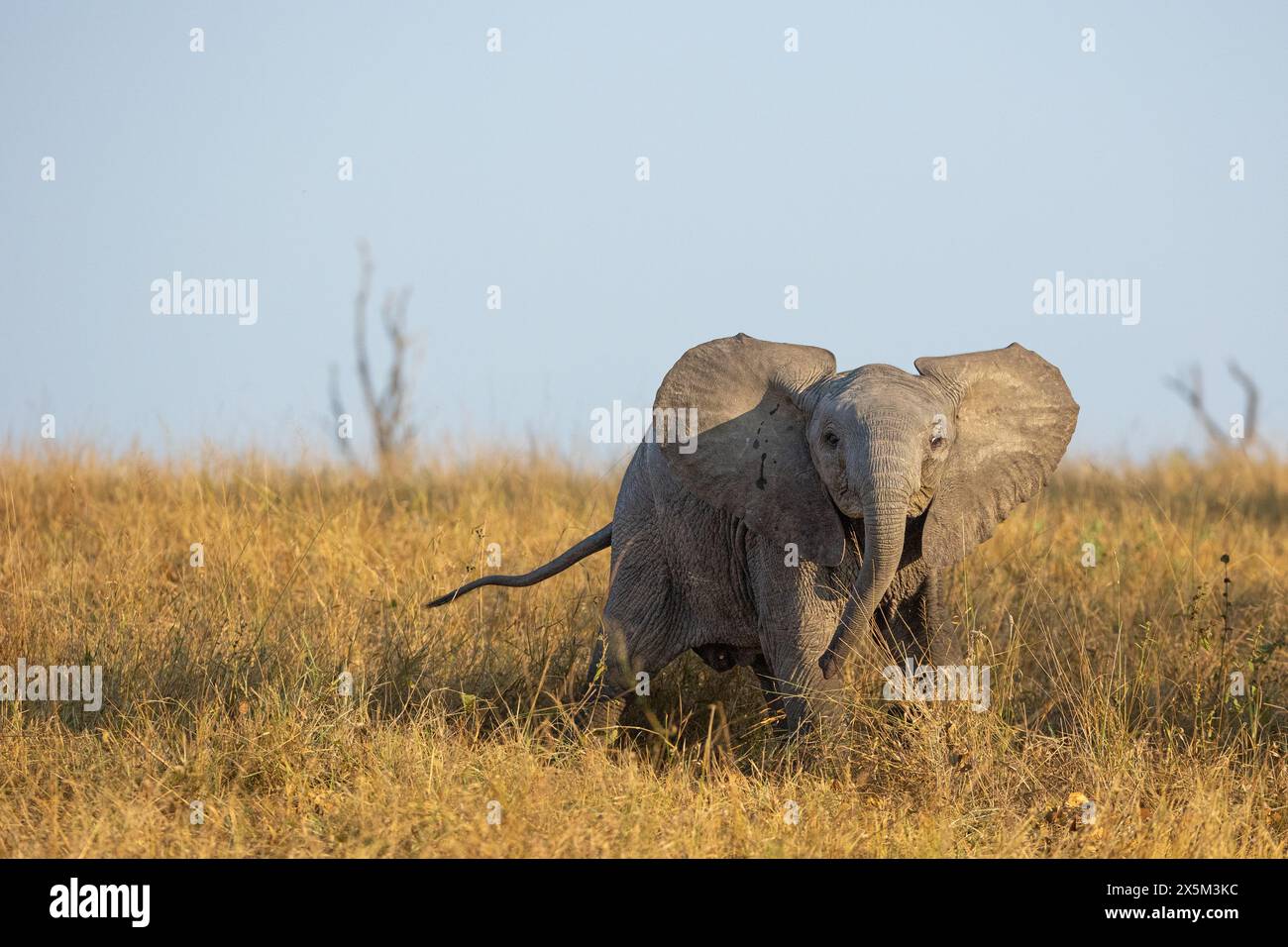 An elephant calf,  Loxodonta africana, flapping its ears. Stock Photo