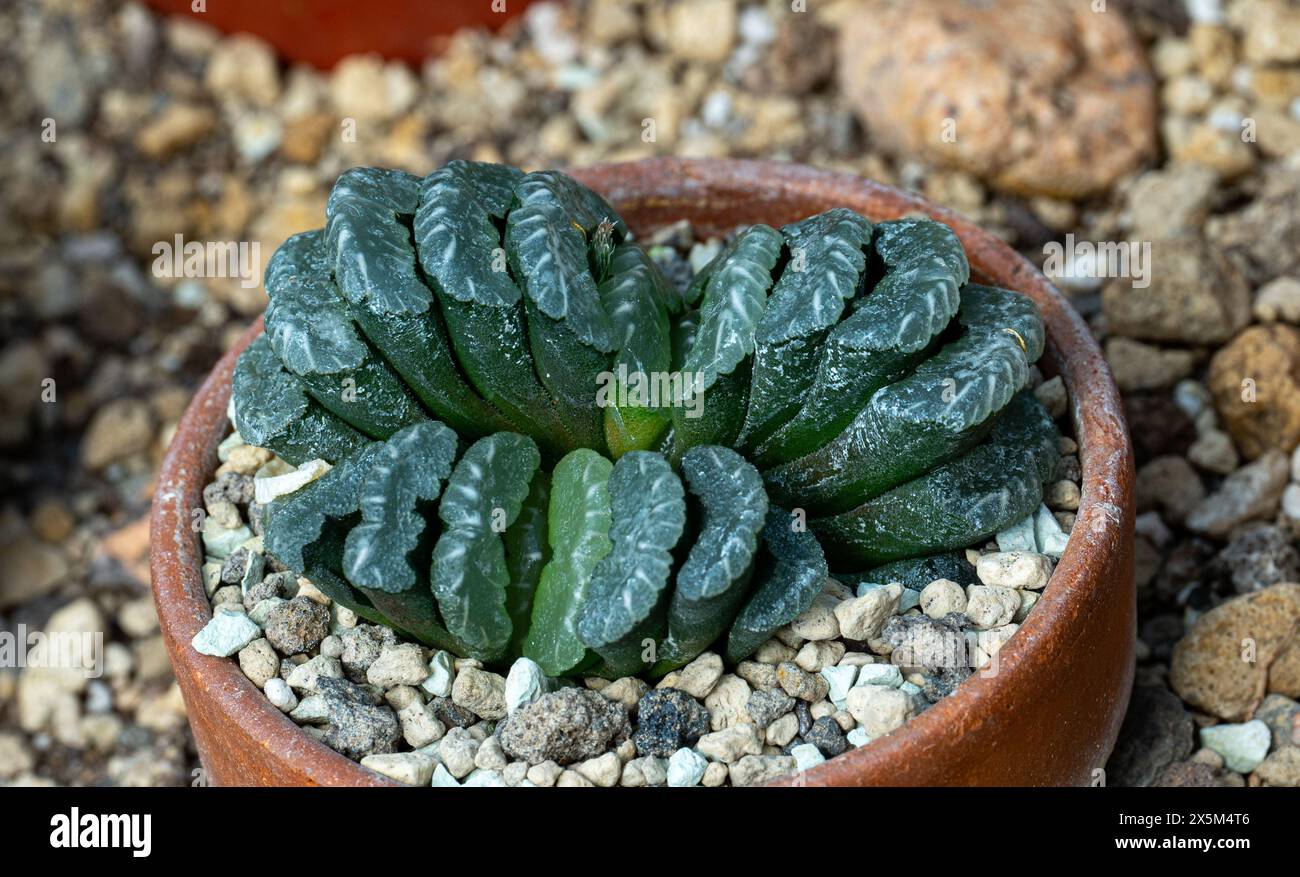 Haworthia truncata growing in desert, Namaqualand, South Africa Stock Photo