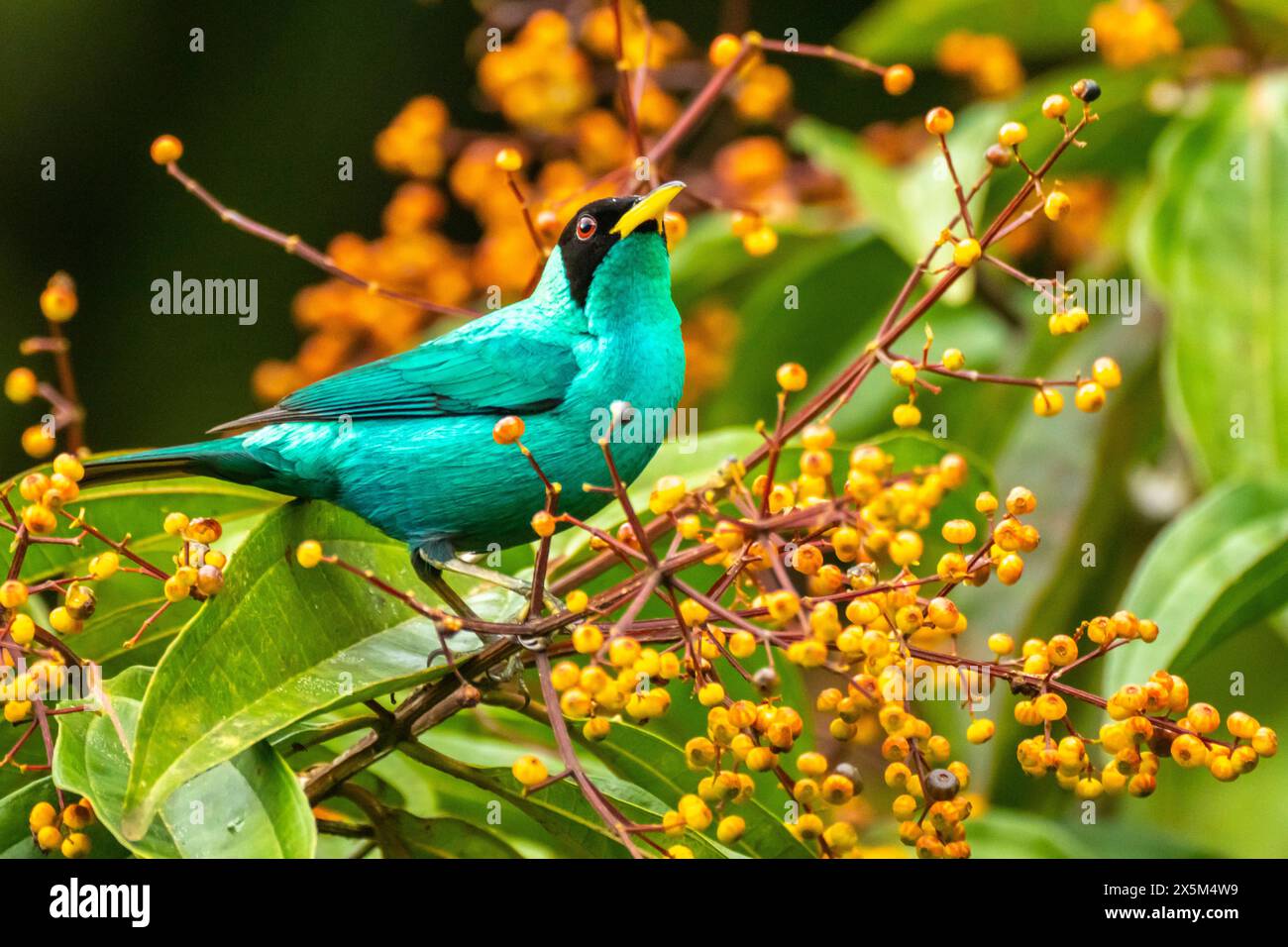 Costa Rica, Arenal Observatory. Male green honeycreeper and berries. Stock Photo