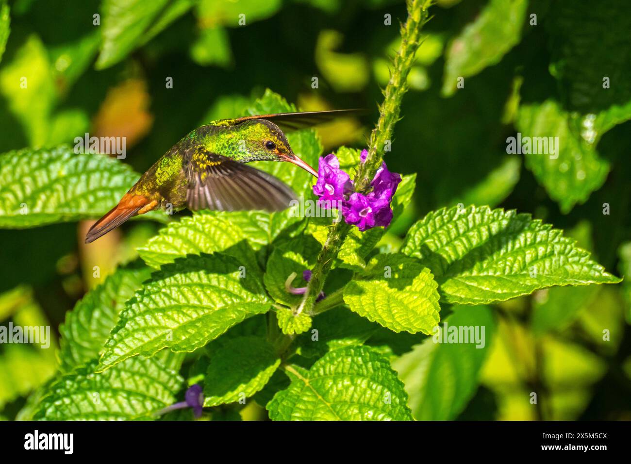 Costa Rica, Tuis Valley. Rufous-tailed hummingbird feeding on vervain ...