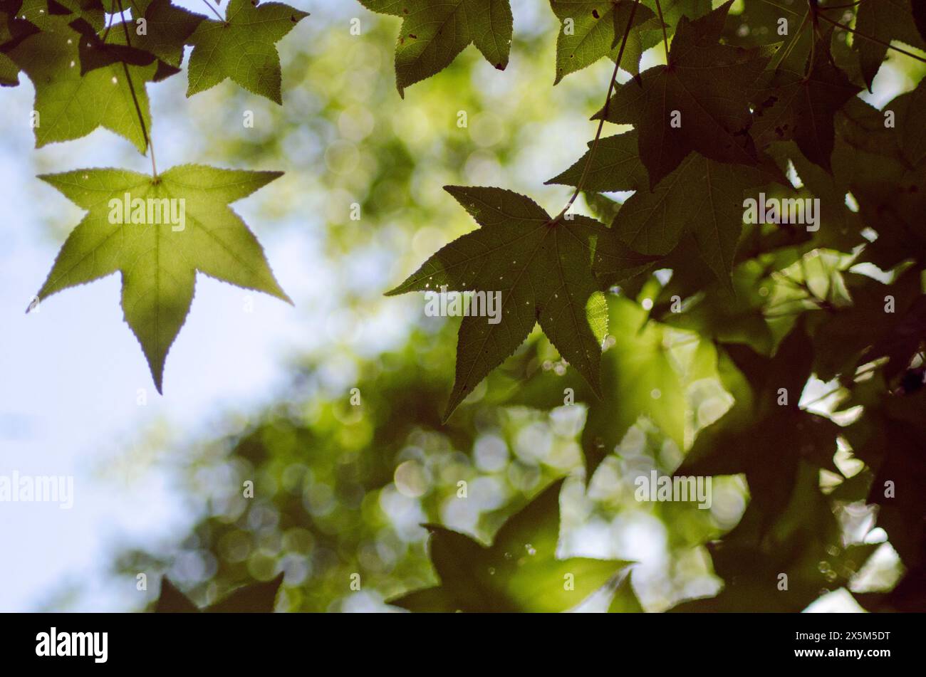 Close up of leaves hi-res stock photography and images - Alamy