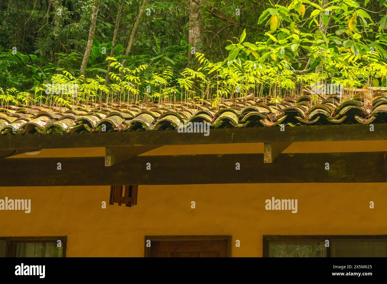 Costa Rica, Parque Nacional Carara. Plants growing on rooftop Stock Photo