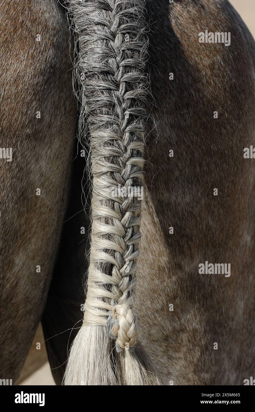 braided horse tail close up of braided tail of grey horse  groomed and well turned out for horse show competition neatly and tightly braided vertical Stock Photo