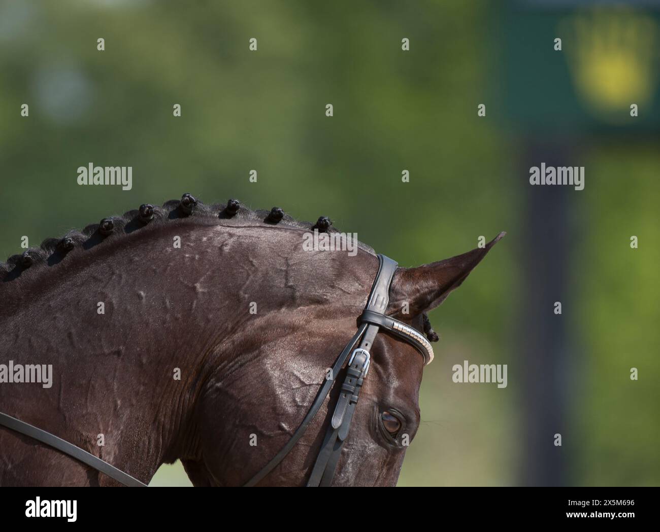 close crop of horses neck and head with braided mane of button braids for horse show competition horse wearing leather english bridle well turned out Stock Photo