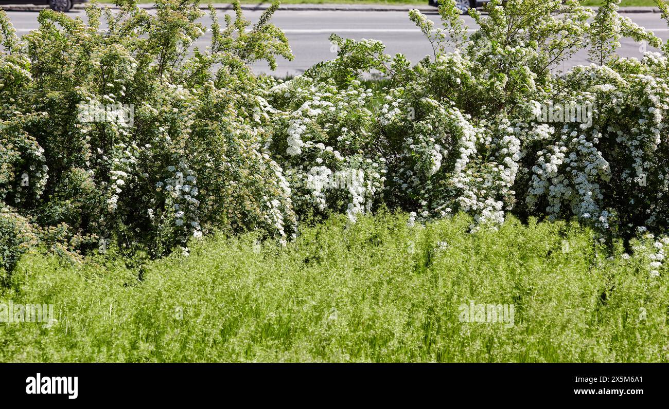 Bush of flowers Spiraea Vanhouttei at park. Beautiful ornamental plant in spring Stock Photo