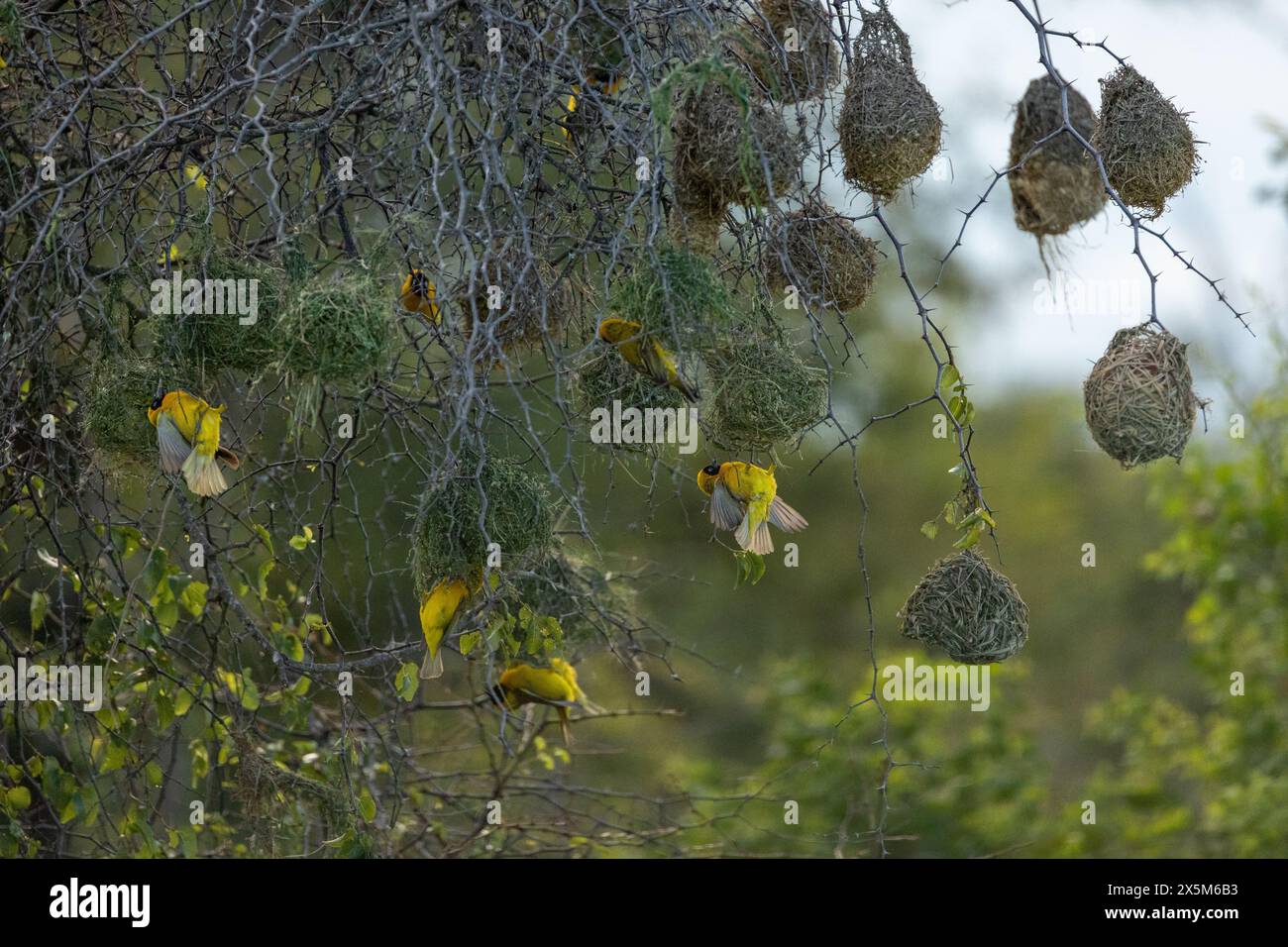 Lesser-masked weavers, Ploceus intermedius, building nests. Stock Photo