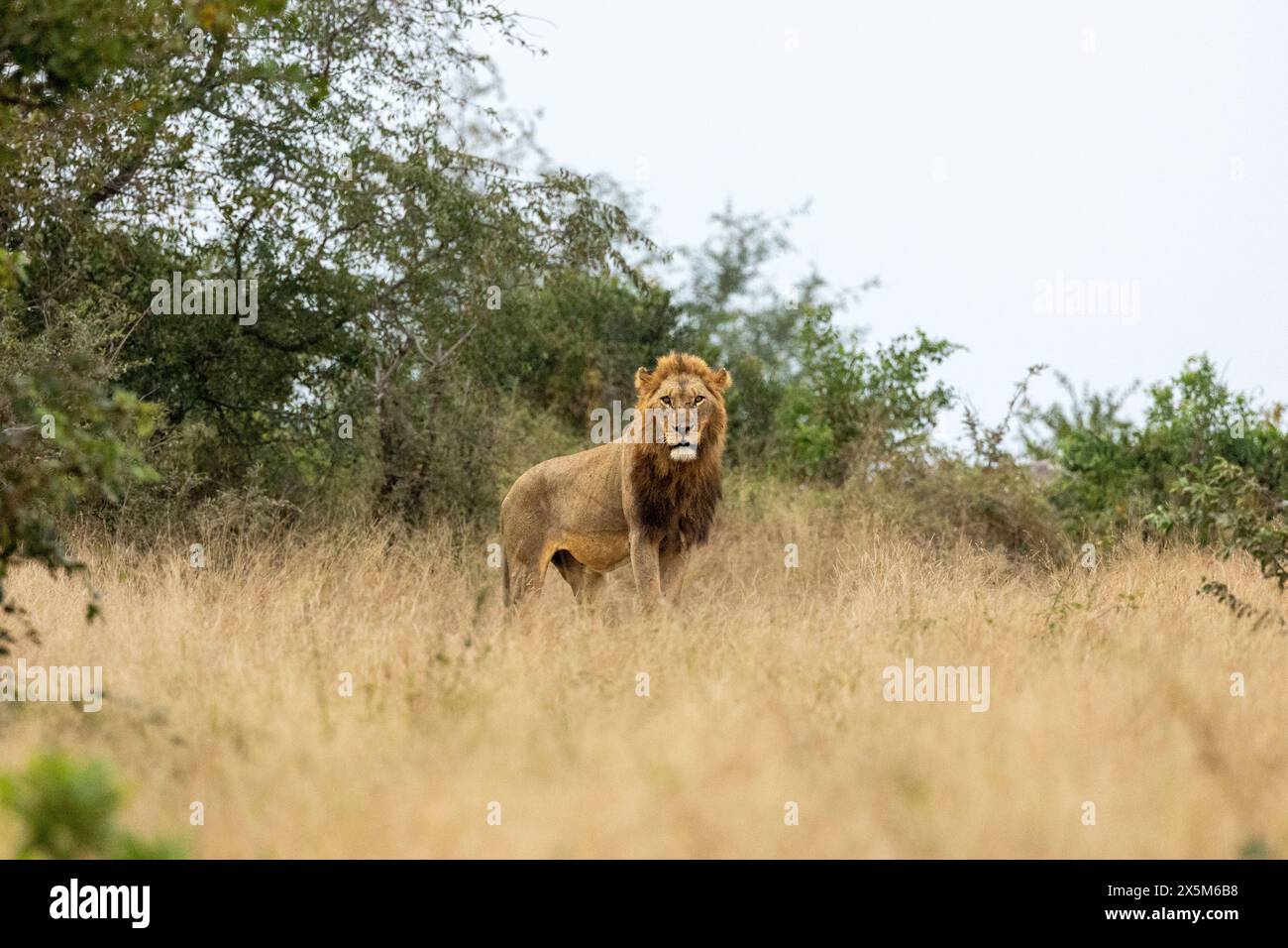 A male Lion, Panthera leo, standing in grass, wide angle shot. Stock Photo