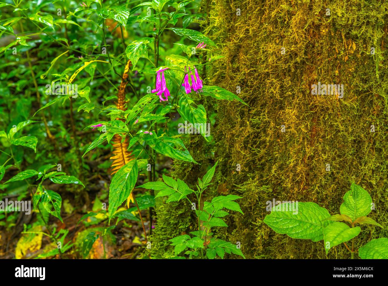 Costa Rica, Cordillera de Talamanca. blooming flower Stock Photo